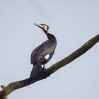 Kormoran im Prachtkleid