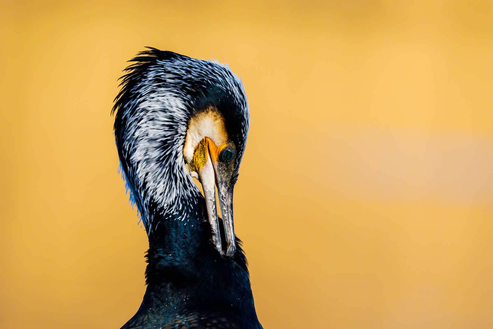 Kormoran im Prachtkleid