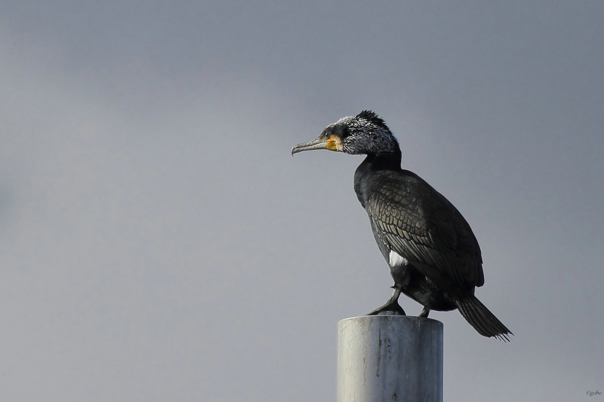 Kormoran im Prachtkleid