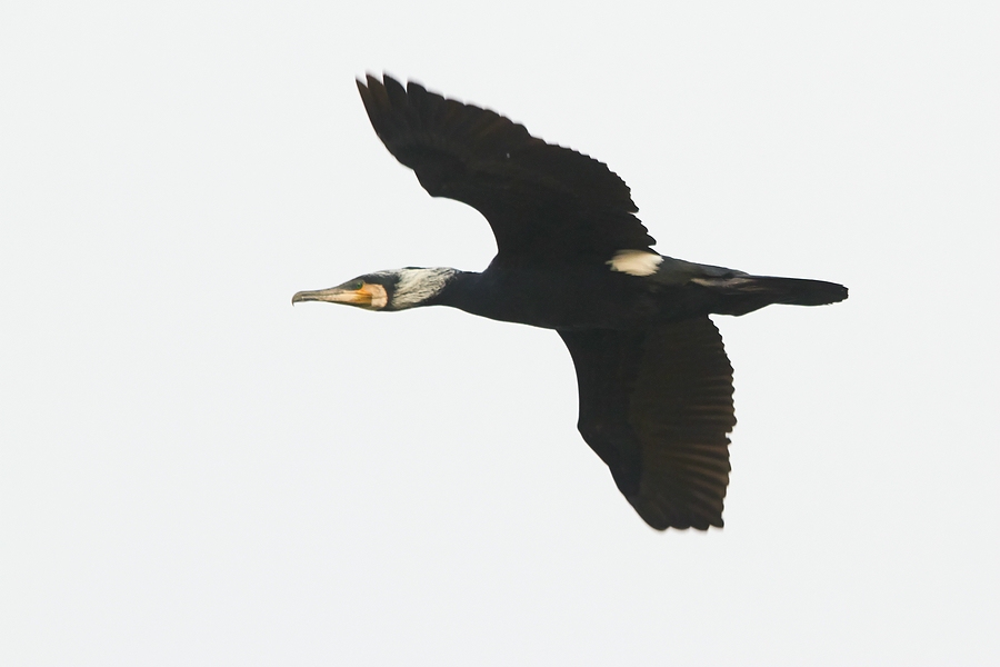 Kormoran im PRachtkleid