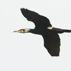 Kormoran im PRachtkleid