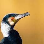 Kormoran im Prachtkleid