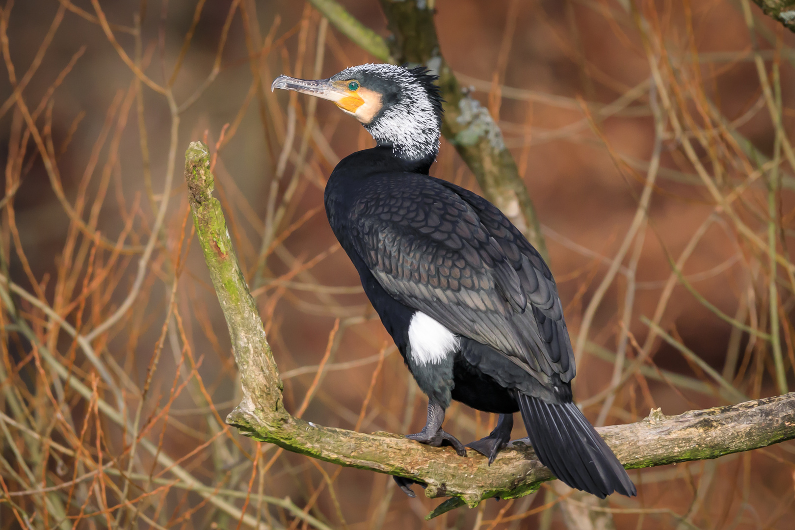 Kormoran im Prachtkleid