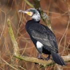 Kormoran im Prachtkleid