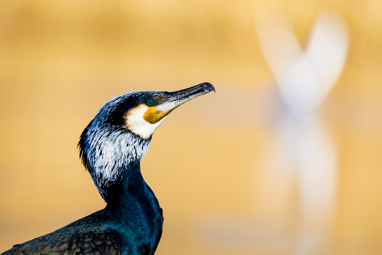 Kormoran im Prachtkleid