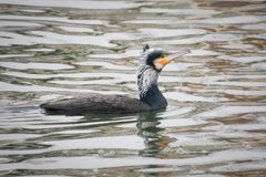 kormoran im prachtkleid