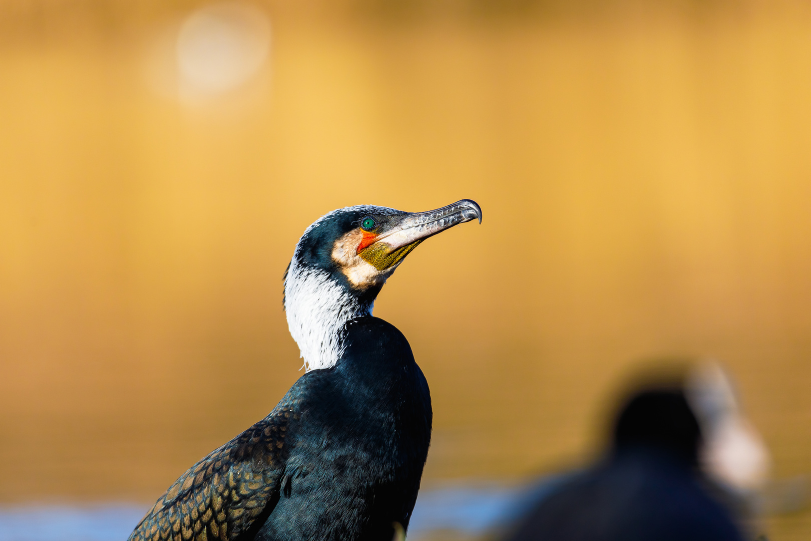 Kormoran im Prachtkleid