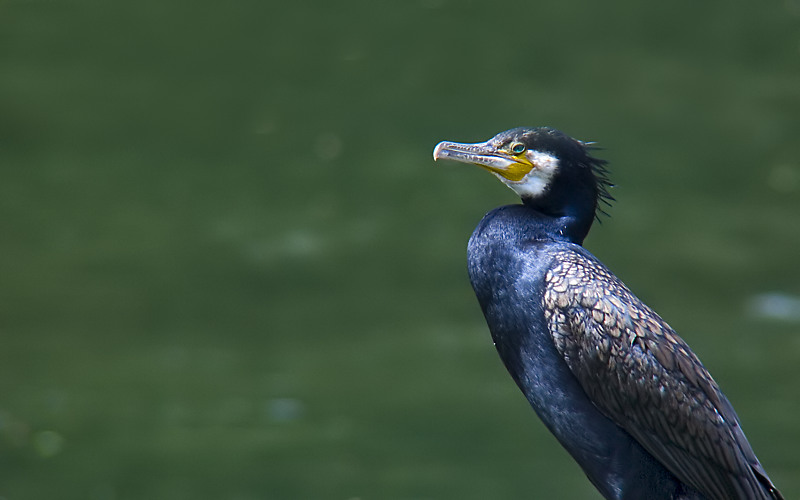 Kormoran (im Prachtkleid?)