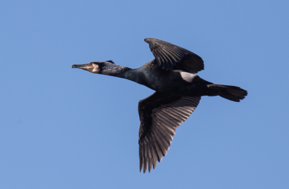 Kormoran im Prachtkleid