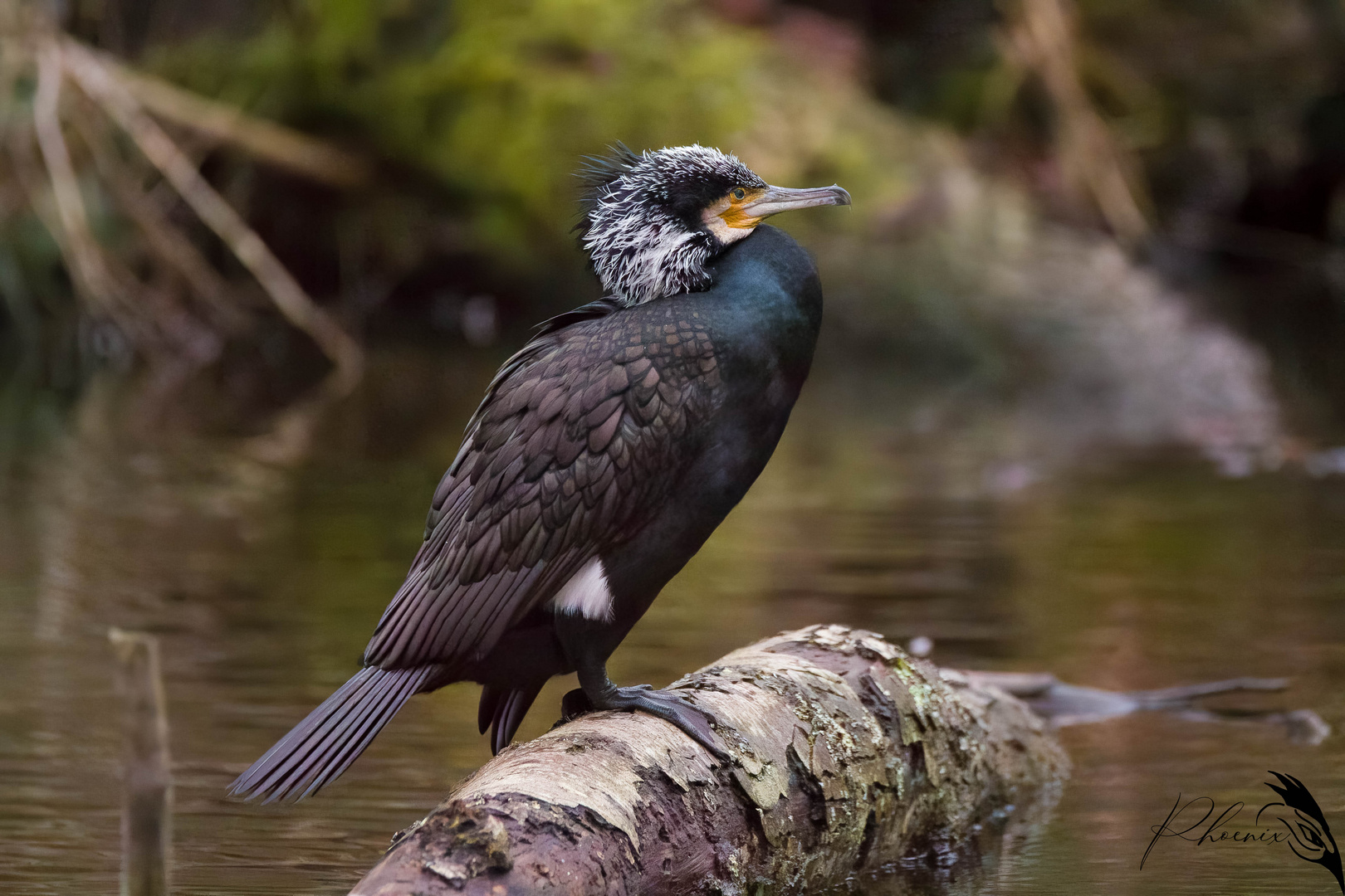 Kormoran im Prachtkleid