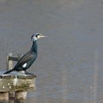 Kormoran im Prachtkleid