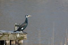 Kormoran im Prachtkleid