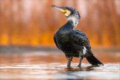 Kormoran im Prachtskleid