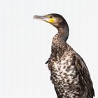 Kormoran im Quadrat