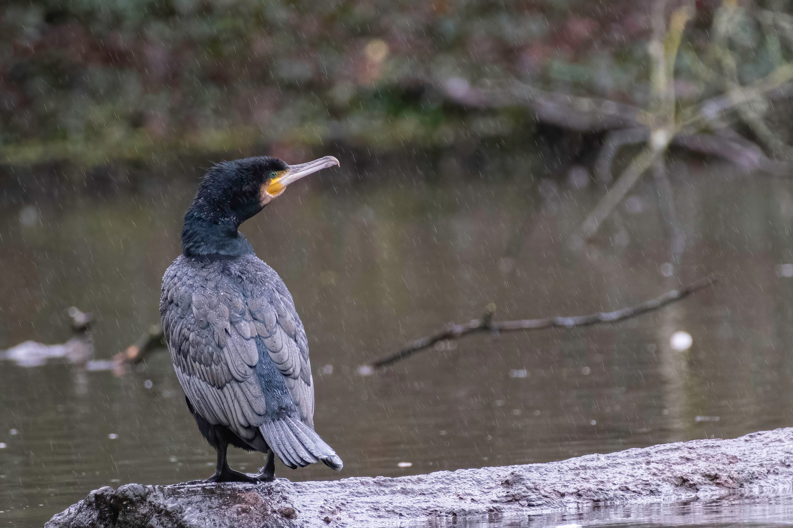 Kormoran im Regen