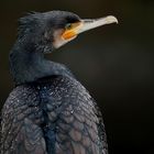 Kormoran im Regen