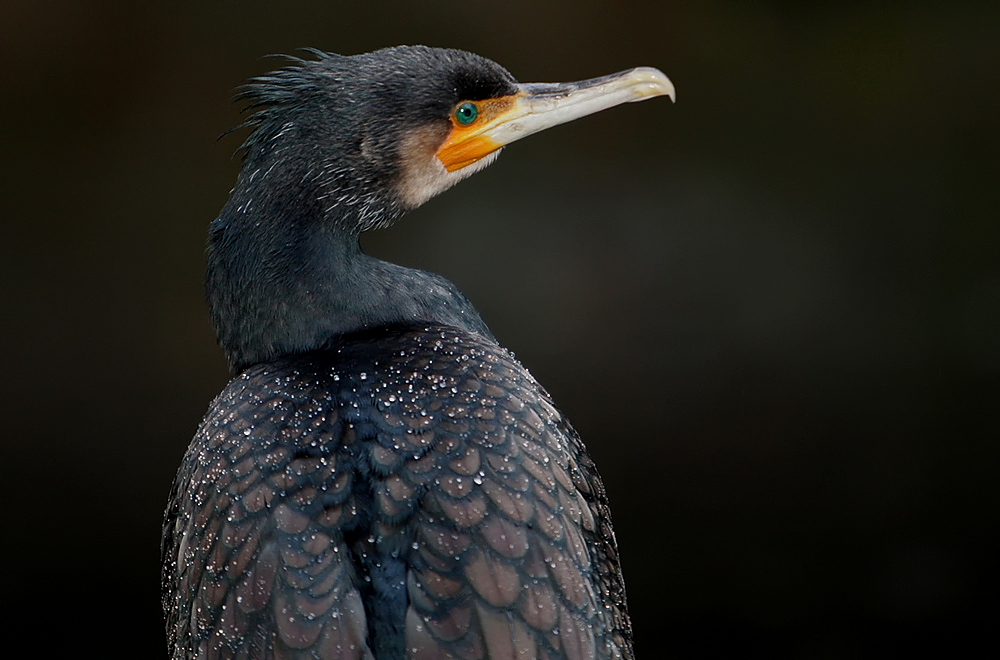 Kormoran im Regen