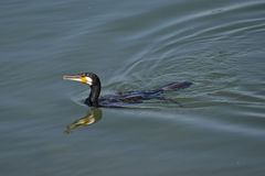 Kormoran im Rhein