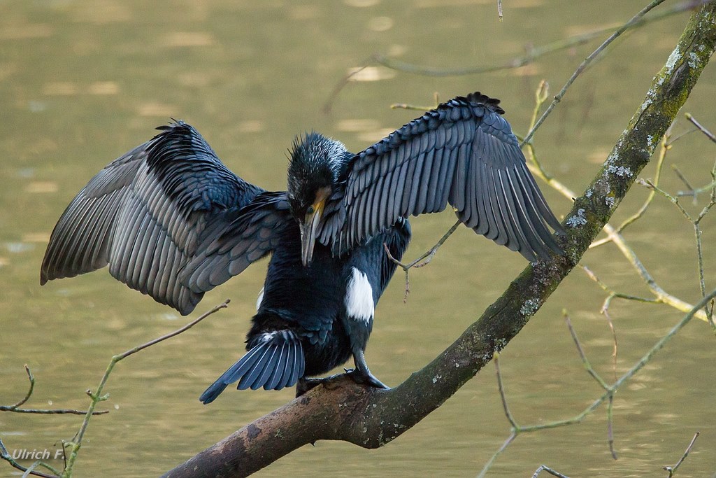 Kormoran im Rombergpark