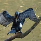 Kormoran im Rombergpark