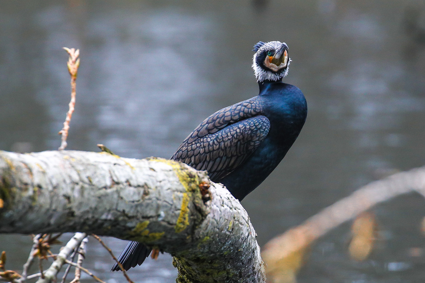 Kormoran im Schlosspark Moers