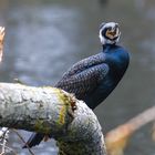 Kormoran im Schlosspark Moers