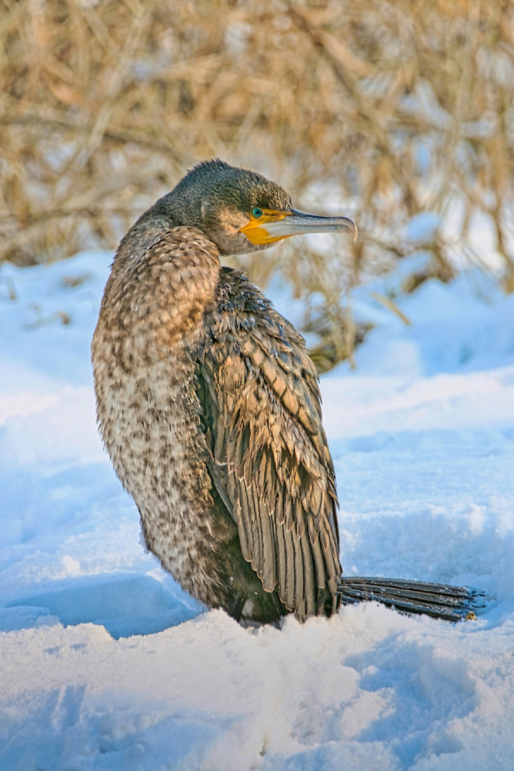 Kormoran im Schnee