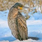 Kormoran im Schnee