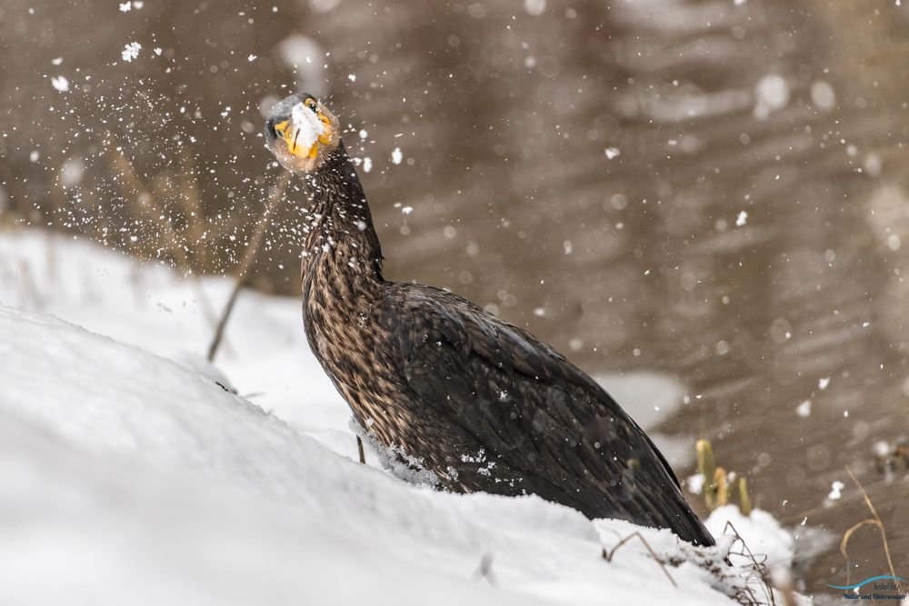 Kormoran im Schnee