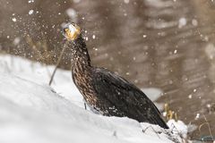 Kormoran im Schnee