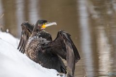 Kormoran im Schnee