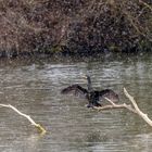 Kormoran im Schneegestöber