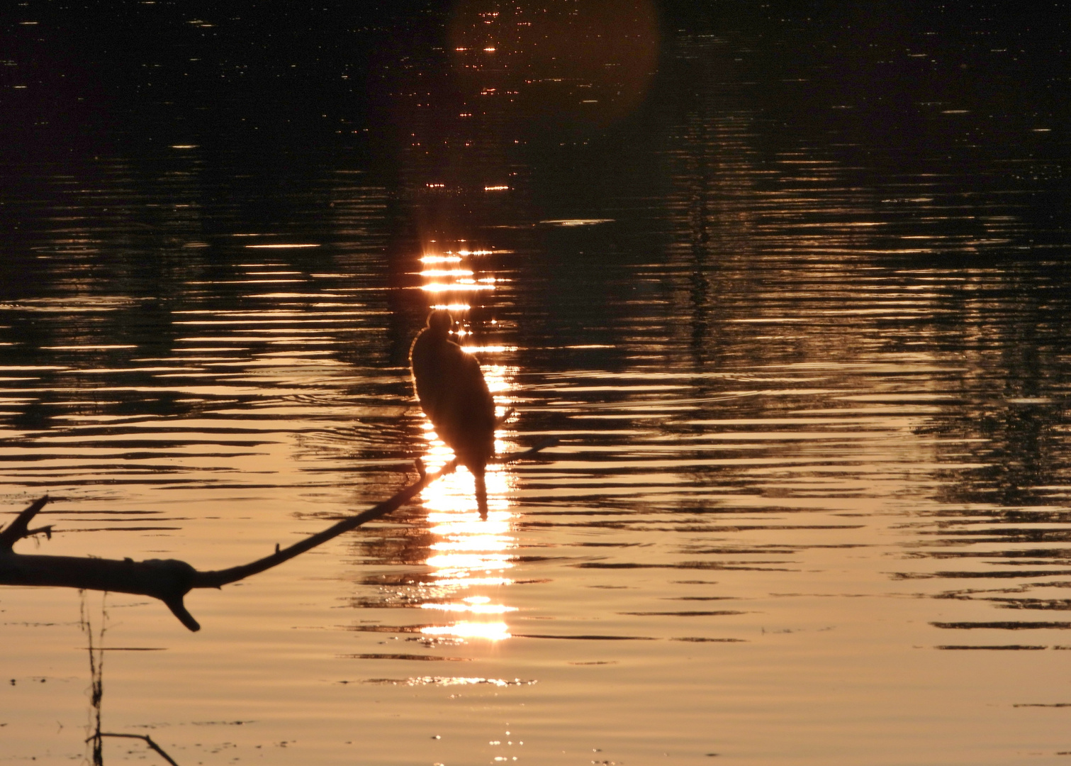 Kormoran im Sonnenaufgang