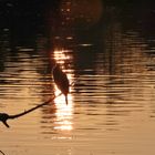 Kormoran im Sonnenaufgang