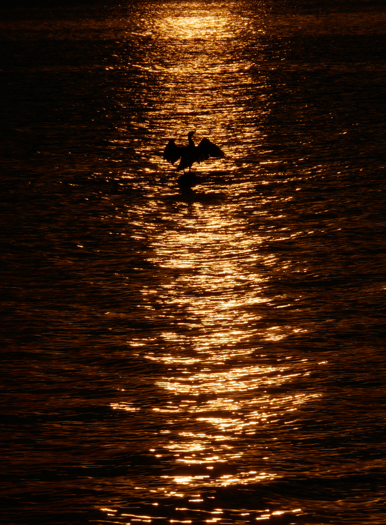 Kormoran im Sonnenbad