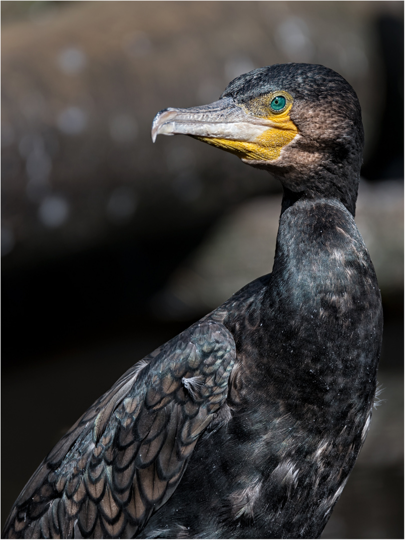 Kormoran im Sonnenlicht