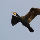 Kormoran im Sonnenlicht