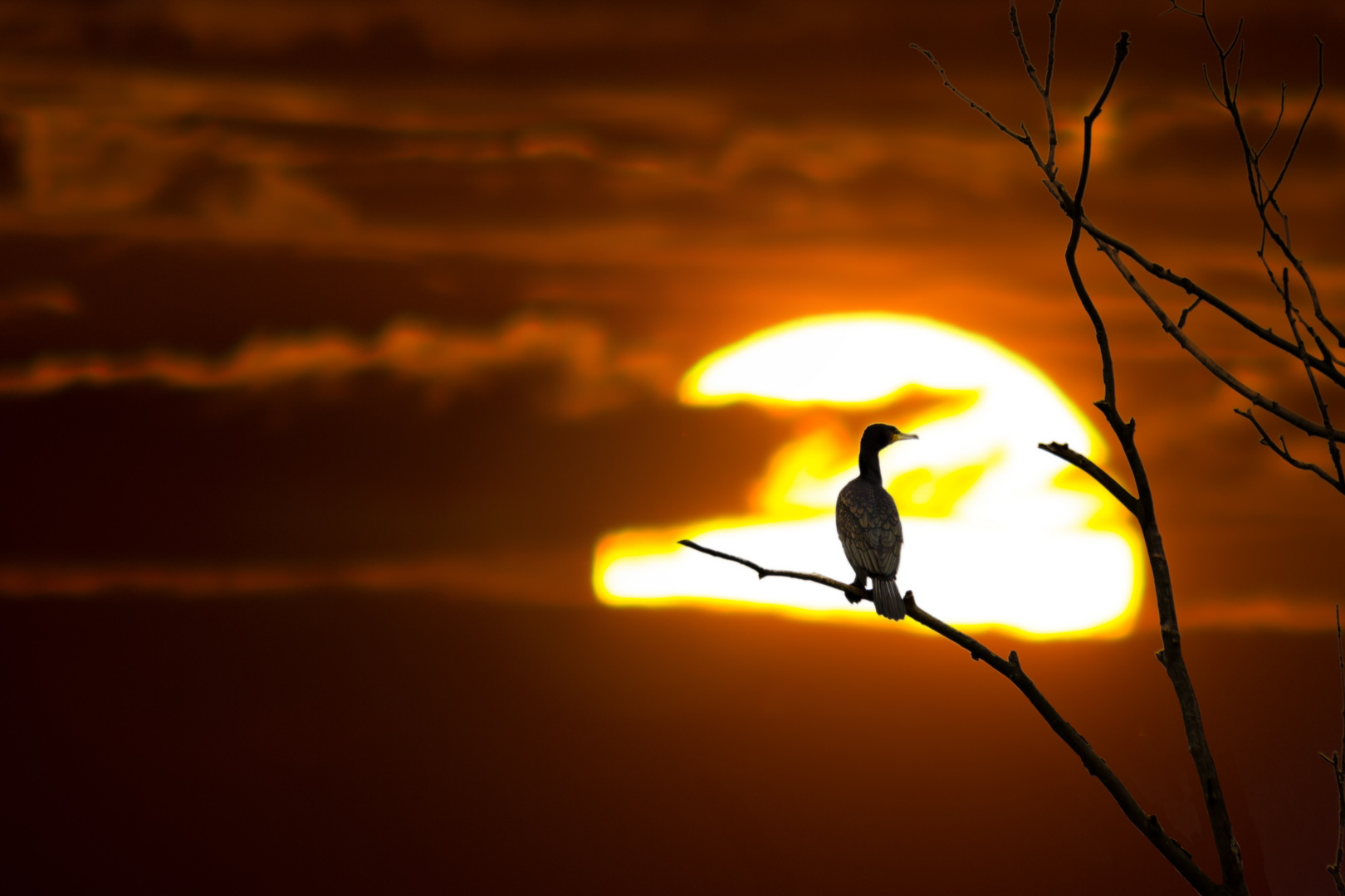 Kormoran im Sonnenuntergang