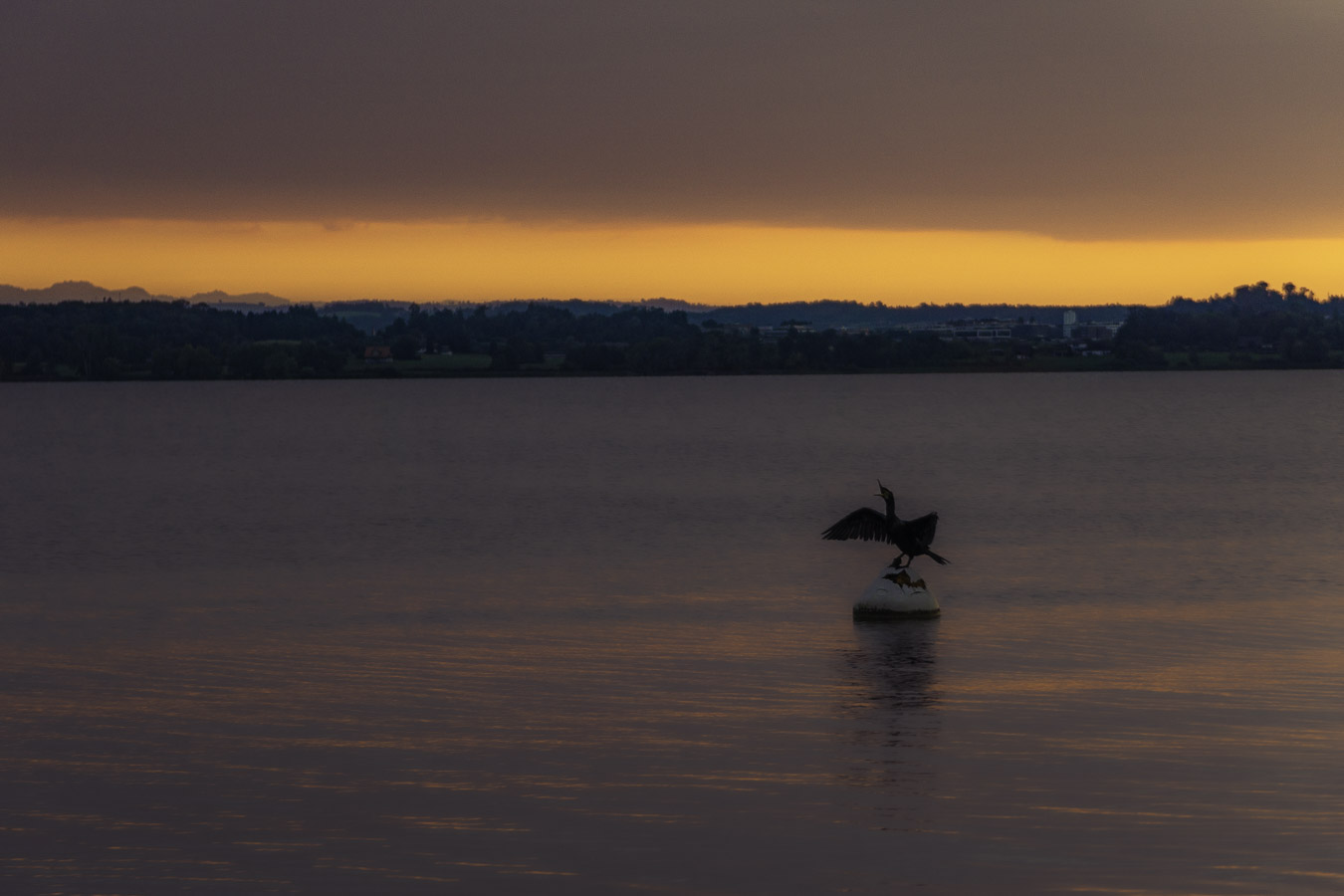 Kormoran im Sonnenuntergang 