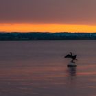 Kormoran im Sonnenuntergang 