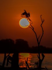 Kormoran im Sonnenuntergang