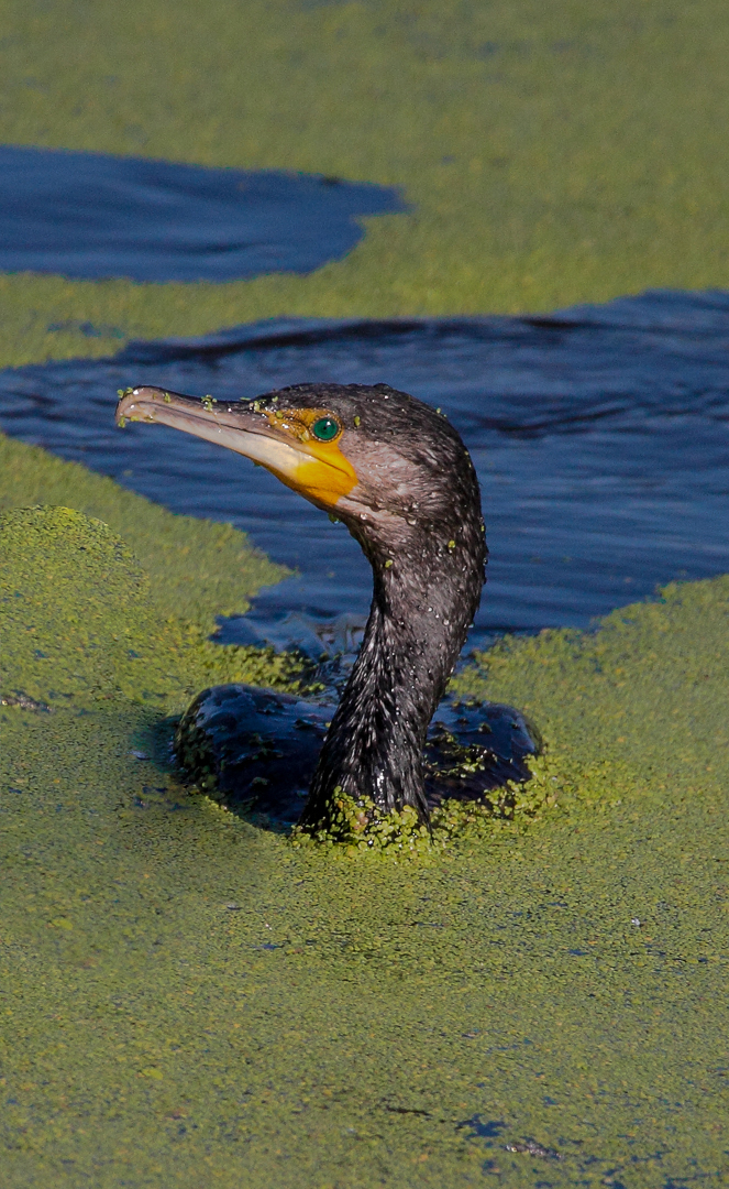 Kormoran im Spinat