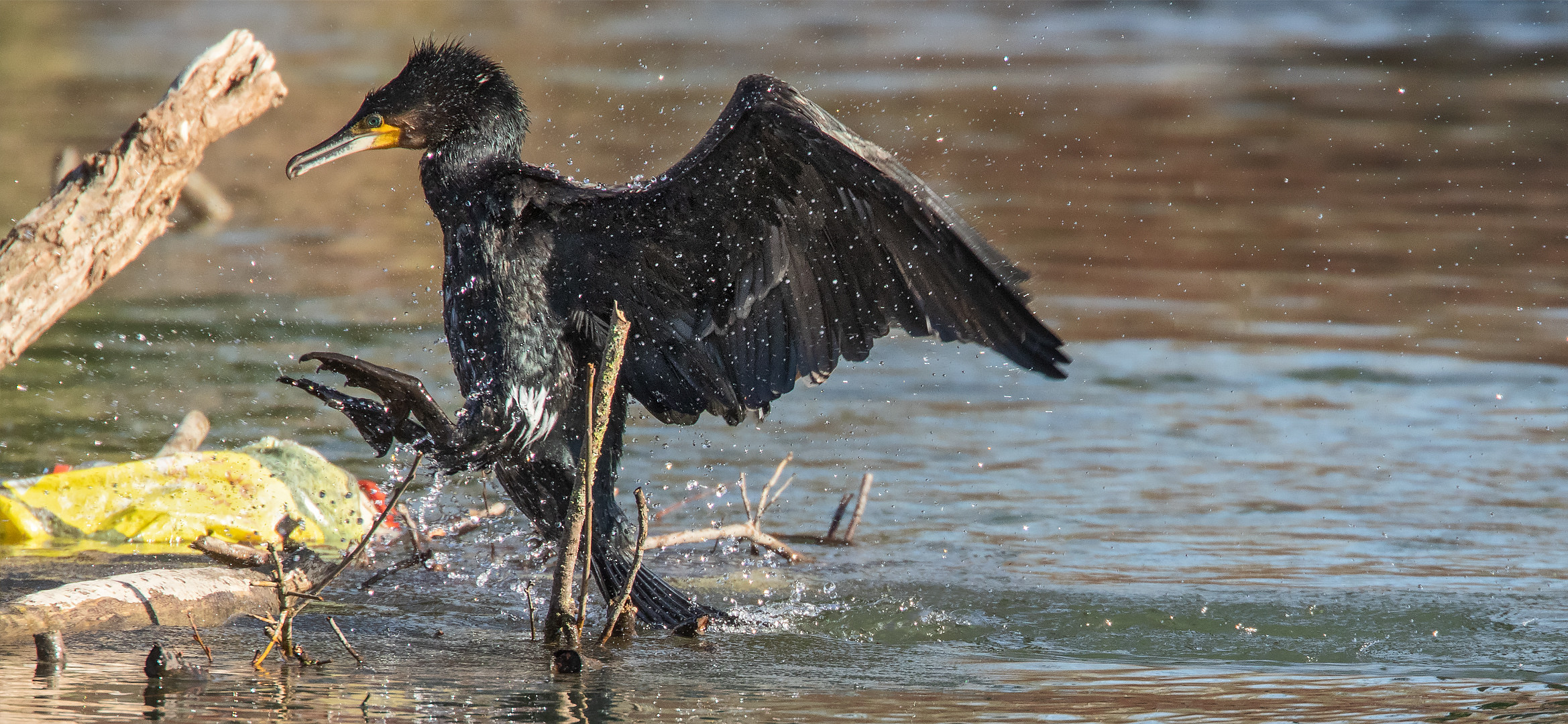 Kormoran im Sprung 001