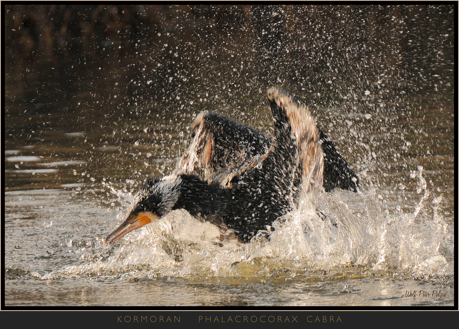 Kormoran im Spülgang