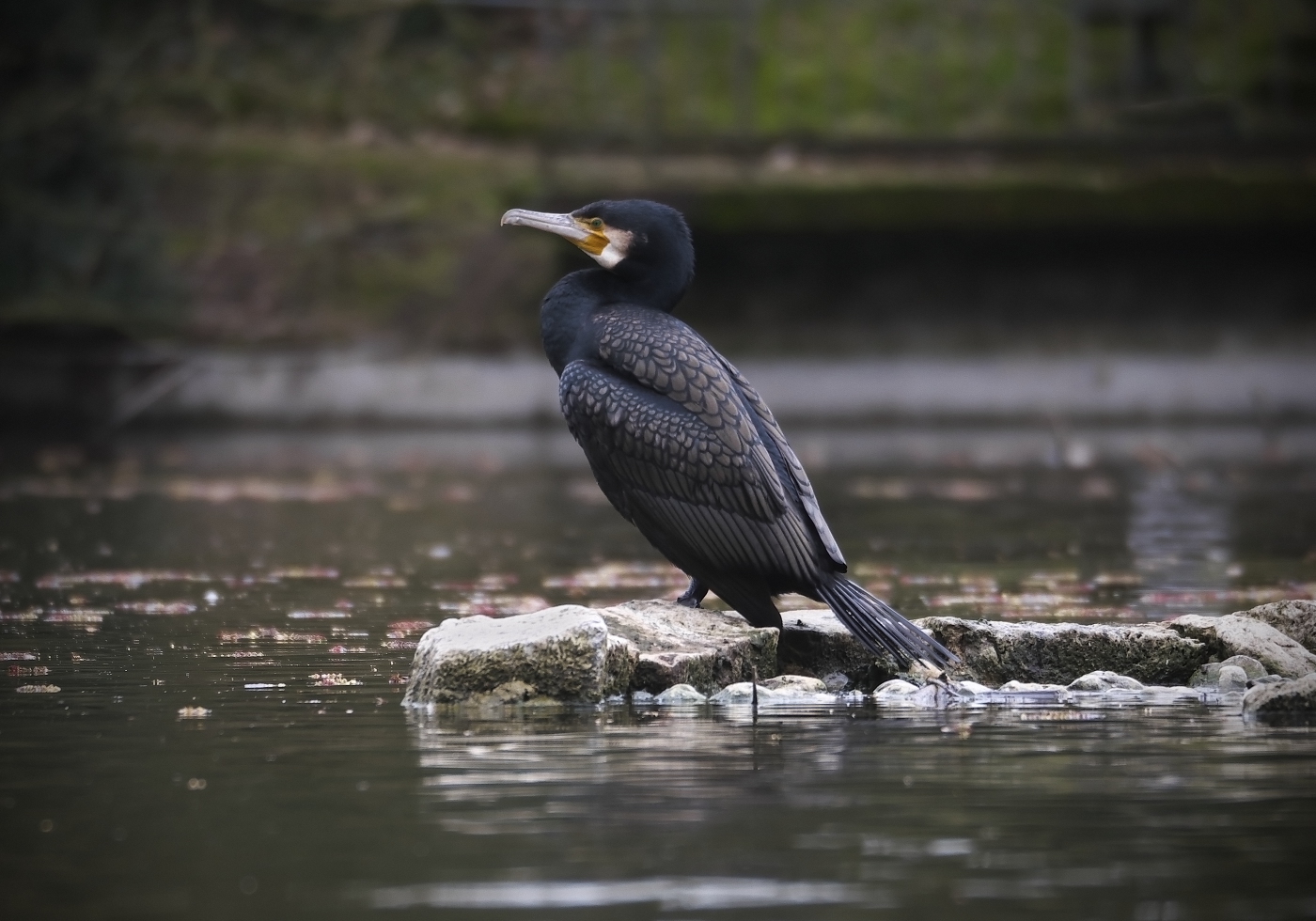 Kormoran im Stadtgarten