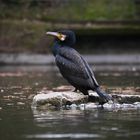 Kormoran im Stadtgarten