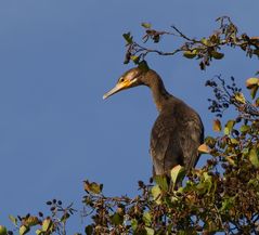 Kormoran im Stadtpark