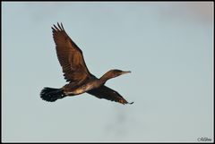 Kormoran im Steigflug