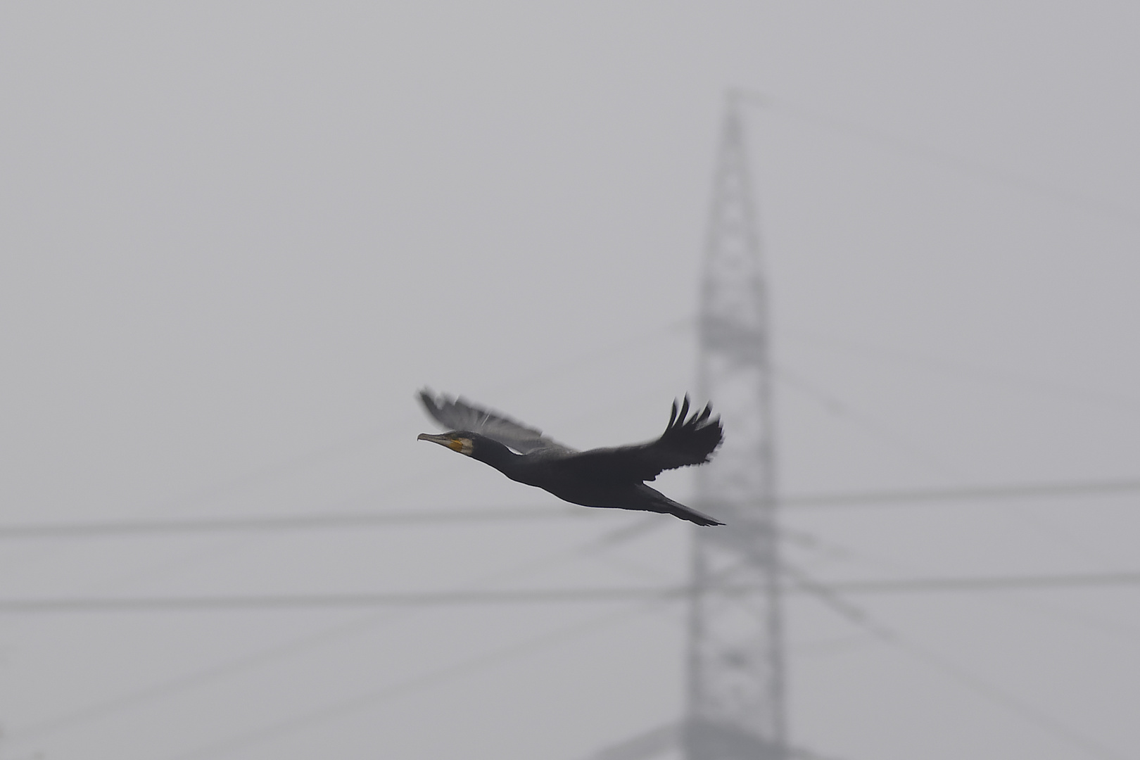 Kormoran im Steigflug am Dunsttag mit Nebel im NSG Am Tibaum