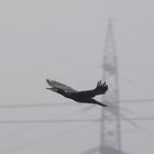 Kormoran im Steigflug am Dunsttag mit Nebel im NSG Am Tibaum